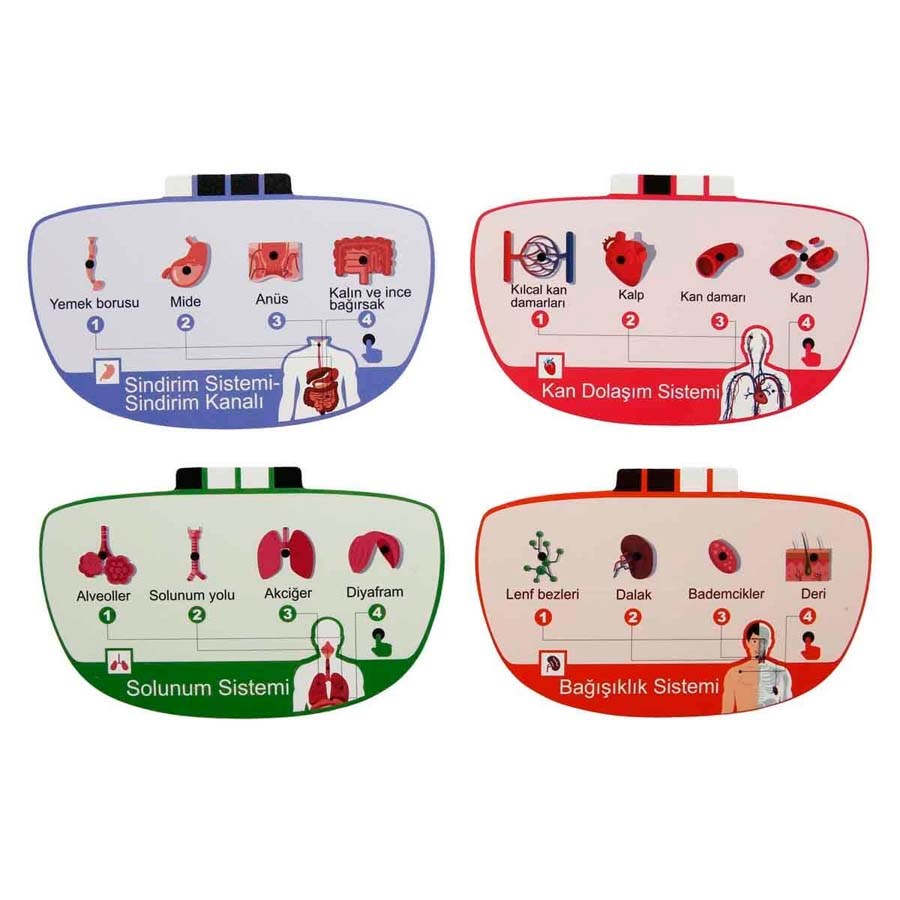 Sesli İnsan Vücudu Modeli Bilim Seti 