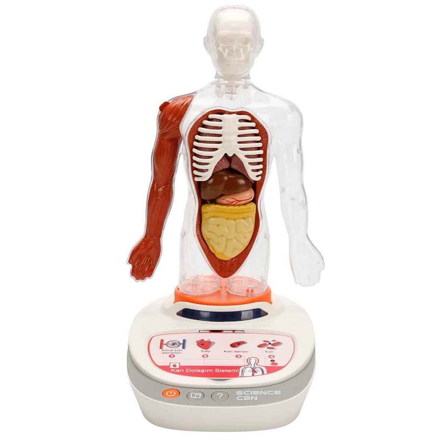 Sesli İnsan Vücudu Modeli Bilim Seti 
