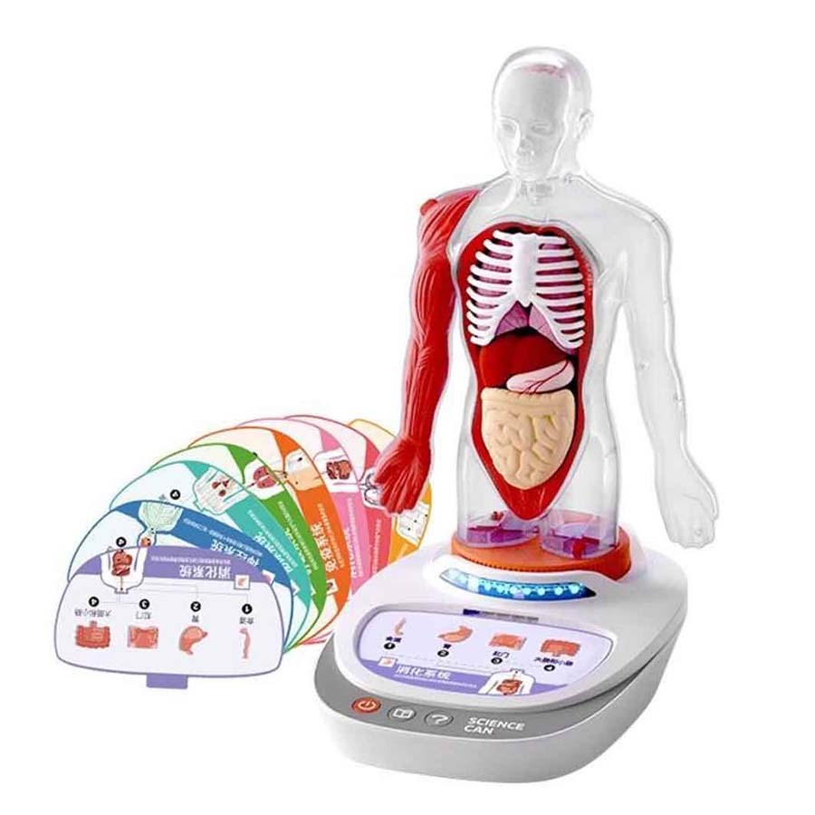 Sesli İnsan Vücudu Modeli Bilim Seti 