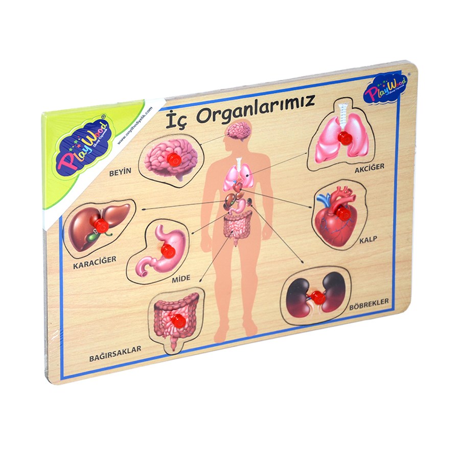 Ahşap Tutmalı Organlar 