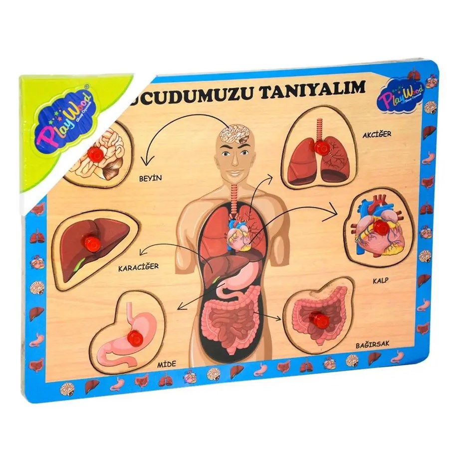 Ahşap Tutmalı Vücudumuzu Tanıyalım 